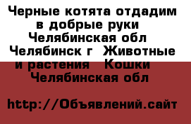 Черные котята отдадим в добрые руки - Челябинская обл., Челябинск г. Животные и растения » Кошки   . Челябинская обл.